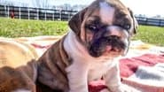 Tubby Puppies