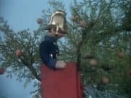Apples Galore