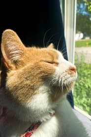 Kitty #2