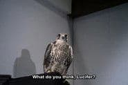 The Falcon (1)