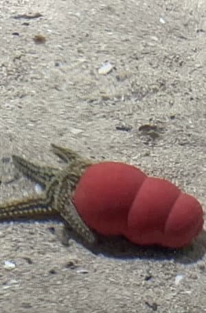 Atlantaquaria