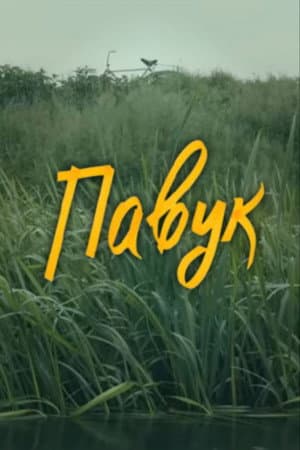 DZIDZIO: Павук