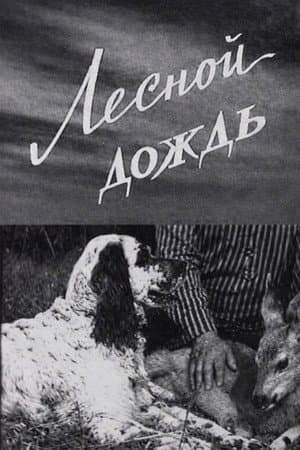 Лесной дождь