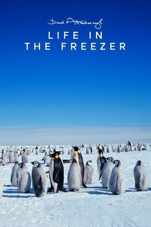 Life in the Freezer
