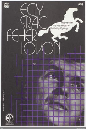 Egy srác fehér lovon