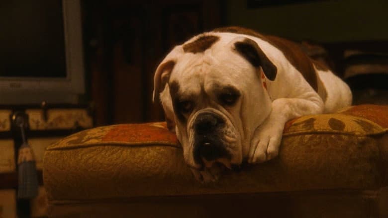 /4Y2cwcdv9S6QbqswwhOk4DOG8ua.jpg