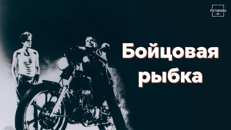 /cHtFnyI5P7UmFasgU6P9Bigks91.jpg