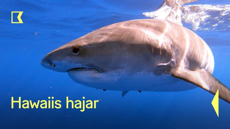 /oLmSFICgiFrCT7iYl8wuBTAakyD.jpg